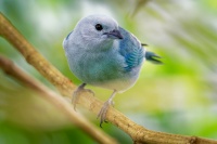 Tangara modra - Tangara episcopus - Blue-grey Tanager o1579